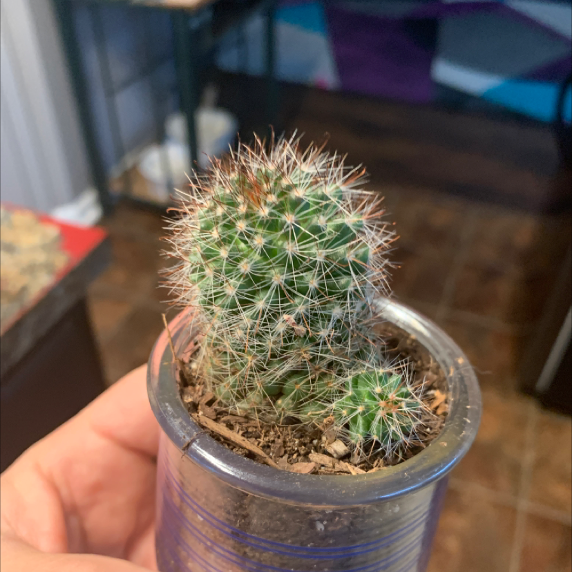 A healthy Pincushion Cactus in a pot, held by a hand.