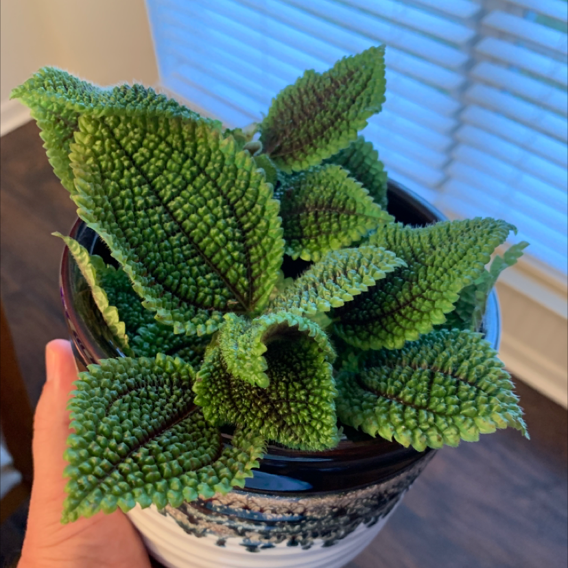 Photo of the plant species Pilea mollis by @Jamiefed named Xena on Greg, the plant care app