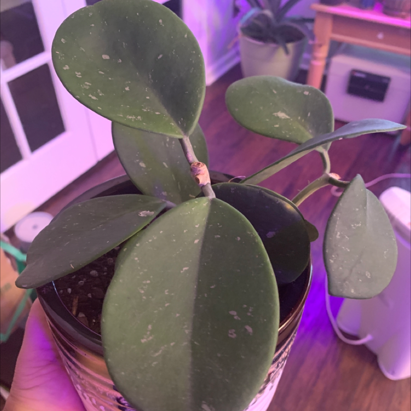 Hoya obovata plant with large, round, green leaves in a pot. Some white speckles on leaves.