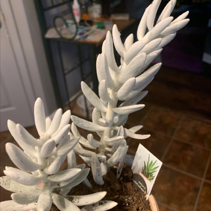 Photo of the plant species Woolly Senecio by @Jamiefed named Snowball on Greg, the plant care app