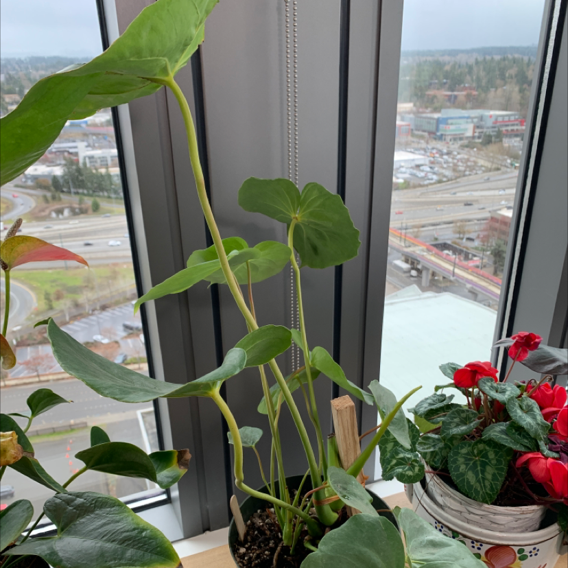 Photo of the plant species Anthurium 'Oaxaca' by Anne named Nemo on Greg, the plant care app