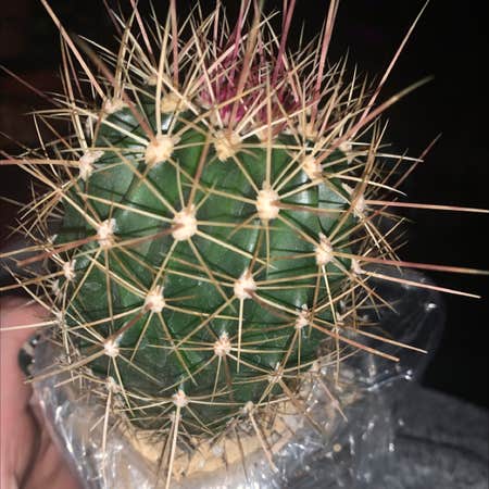 Photo of the plant species Ferocactus alamosanus by Jackson named Delilah on Greg, the plant care app