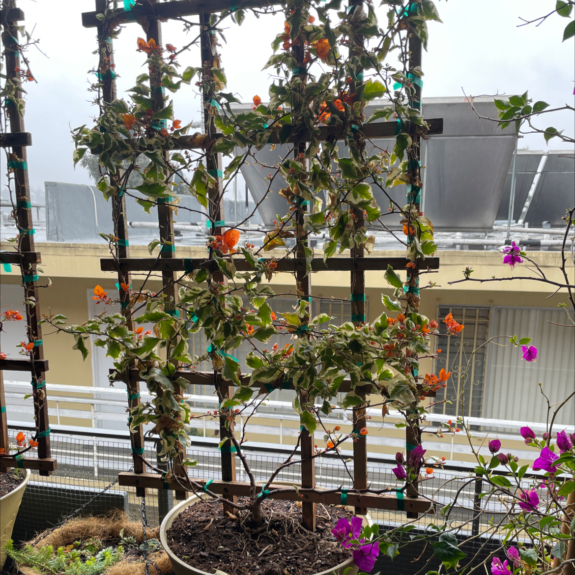 Chinese Hibiscus plant with flowers and some leaf discoloration, supported by a trellis.