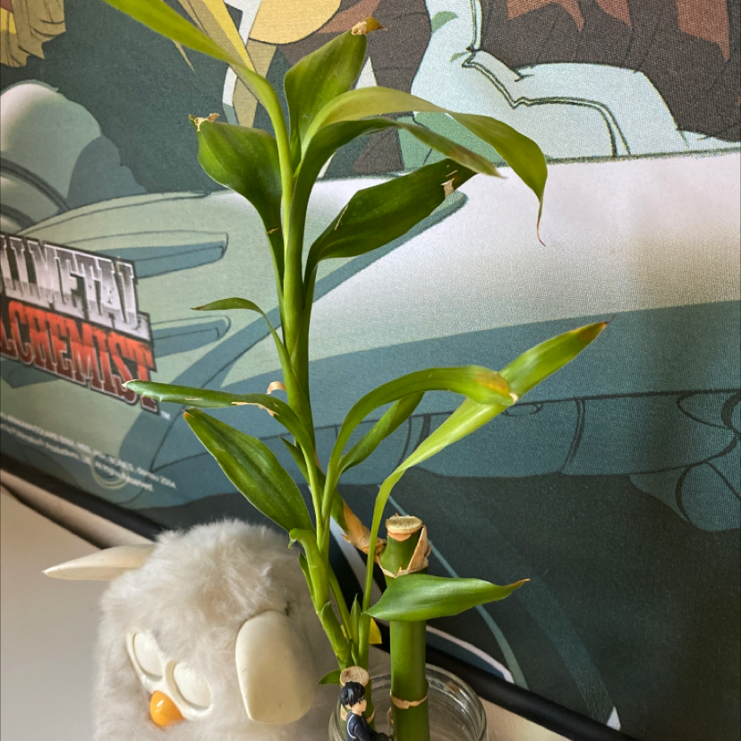 Lucky Bamboo plant photo by @LaterMoz named Charlie on Greg, the plant care app.