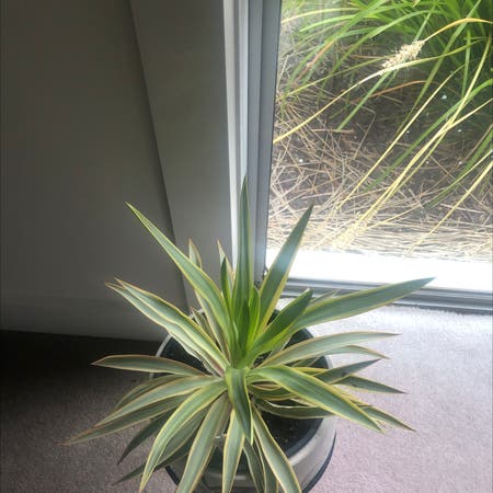 Photo of the plant species Banana Yucca by Renata named Your plant on Greg, the plant care app
