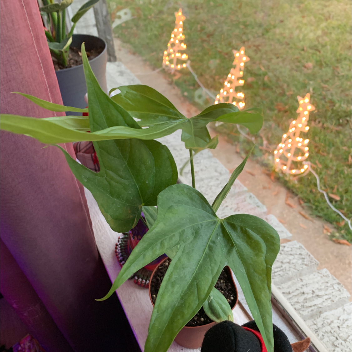 Anthurium Fingers plant on a windowsill with green leaves and decorative lights in the background.