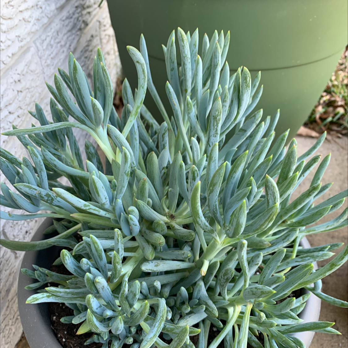 Photo of the plant species Narrow-Leaf Chalk Sticks by @KLR named Ally on Greg, the plant care app