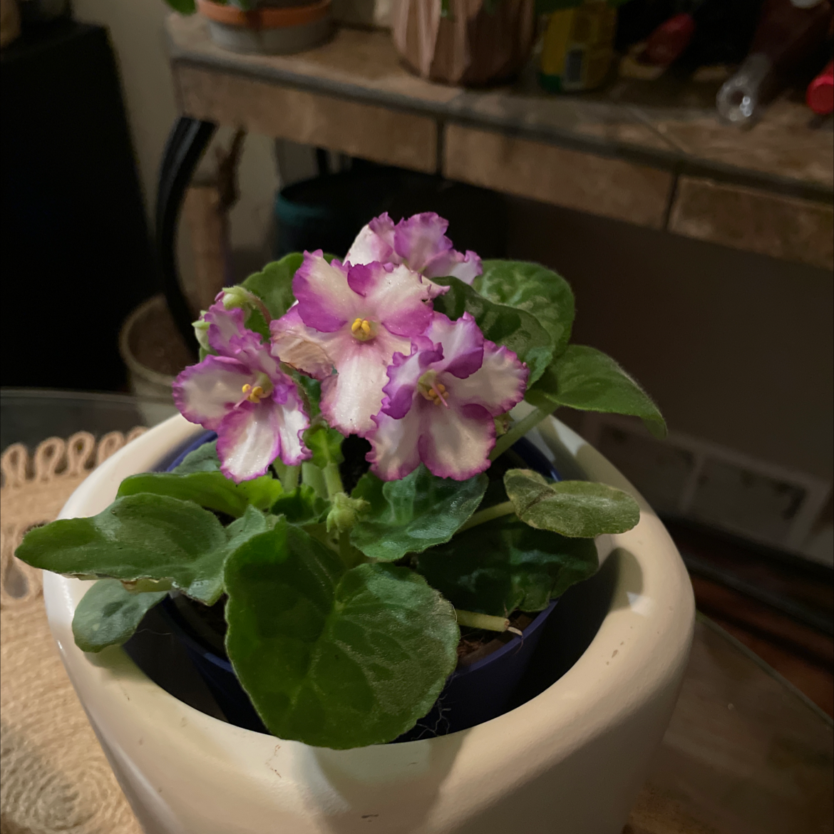 Potted Kenyan Violet with vibrant purple and white flowers, healthy green leaves.