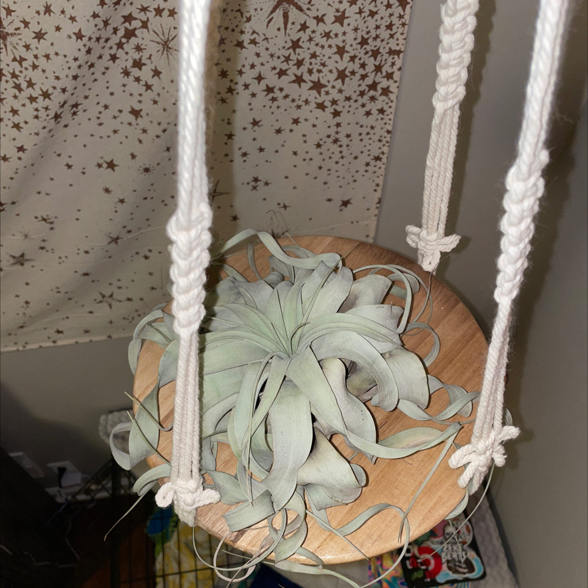 Tillandsia Xerographica plant on a wooden surface, suspended by a macrame hanger.