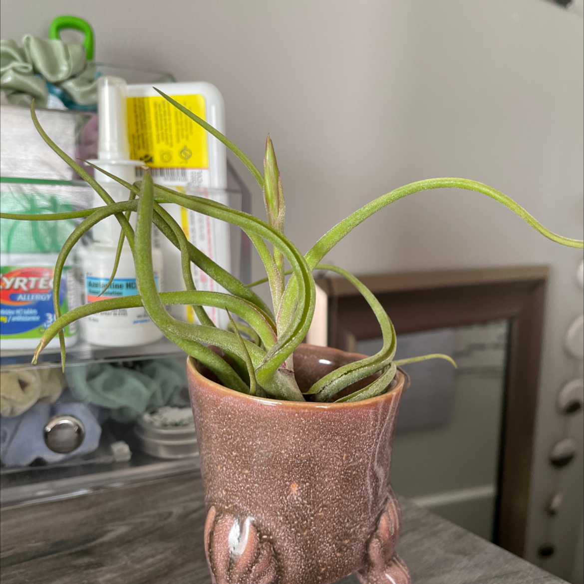 Bulbosa Air Plant in a decorative pot with green leaves, no visible discoloration.