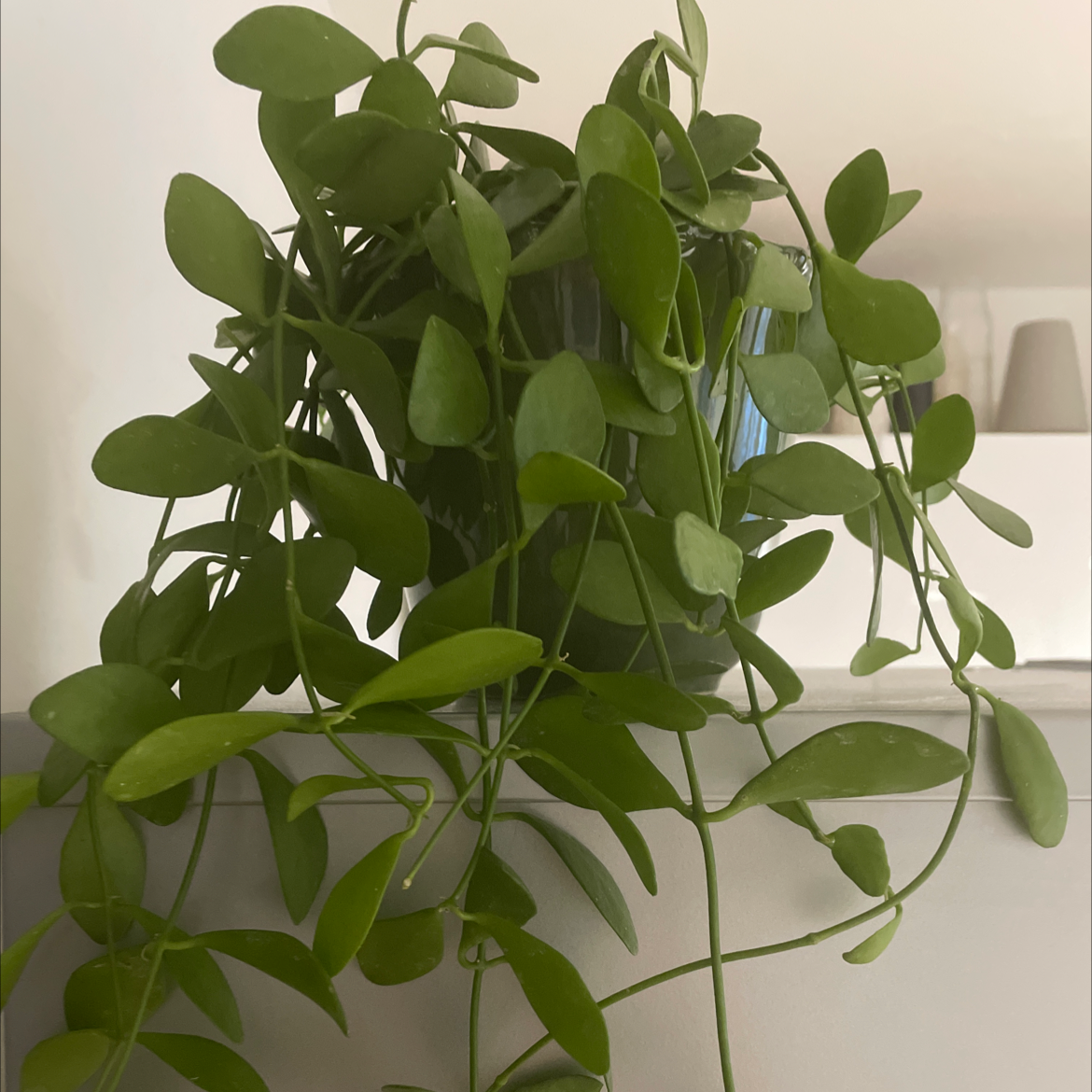 Healthy Dischidia imbricata plant with green leaves cascading from a pot.