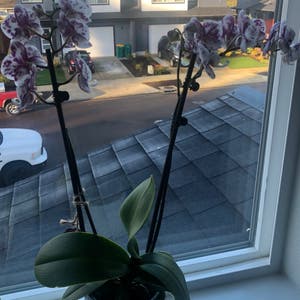 Phalaenopsis Orchid plant photo by @Newplantmom503 named Dolores on Greg, the plant care app.
