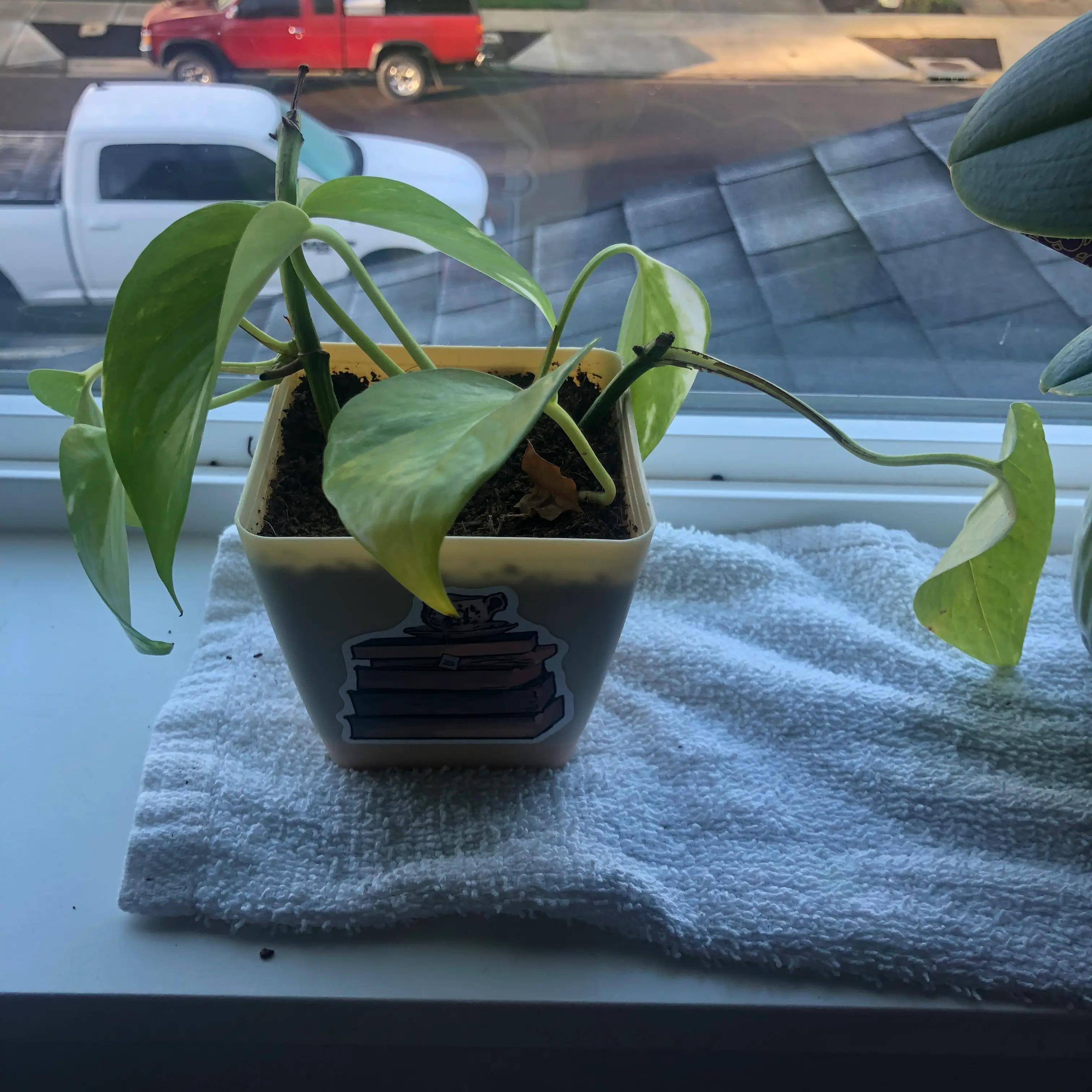 Taro Vine plant photo by @Newplantmom503 named Sonora on Greg, the plant care app.