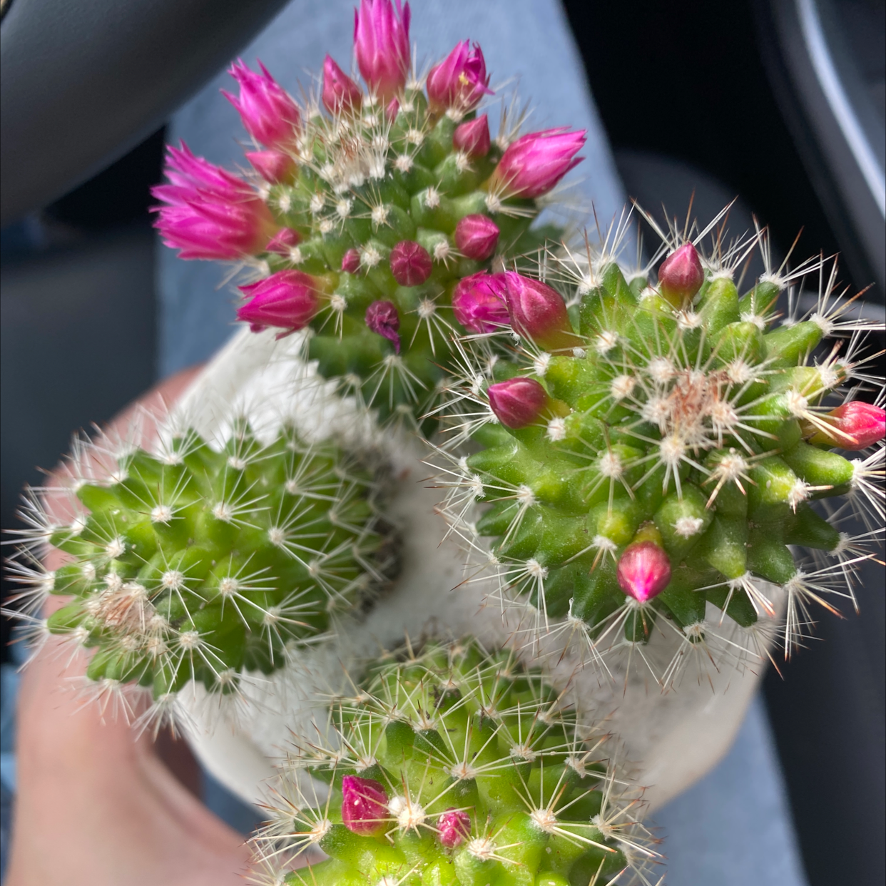 Hedge Cactus with pink flowers, held by a hand.