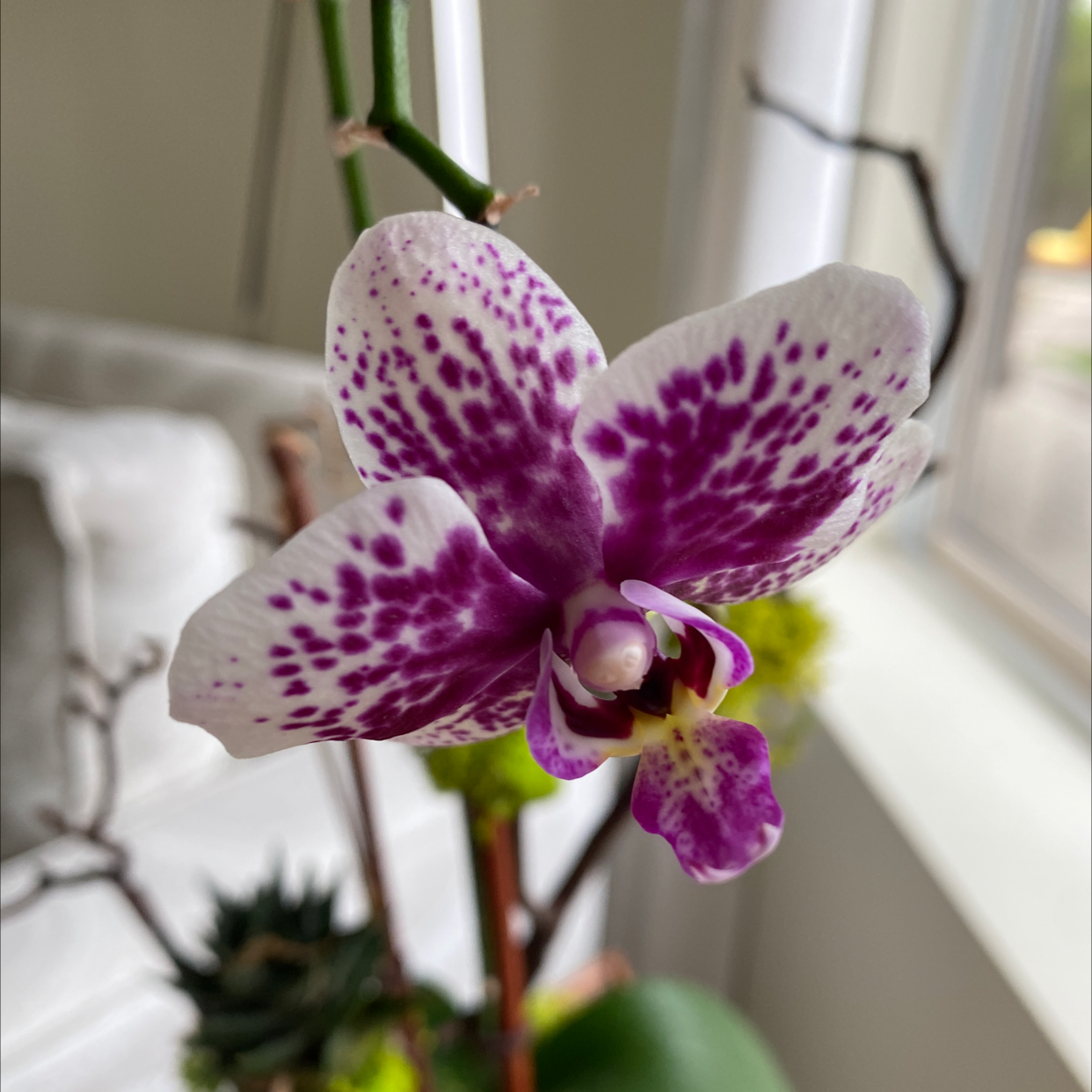 Close-up of a Moon Orchid (Phalaenopsis) with a purple and white flower.