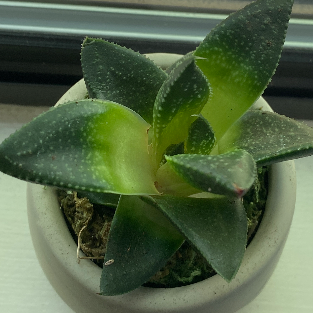 Bredasdorp Gasteria succulent plant in a small pot with thick, fleshy leaves.