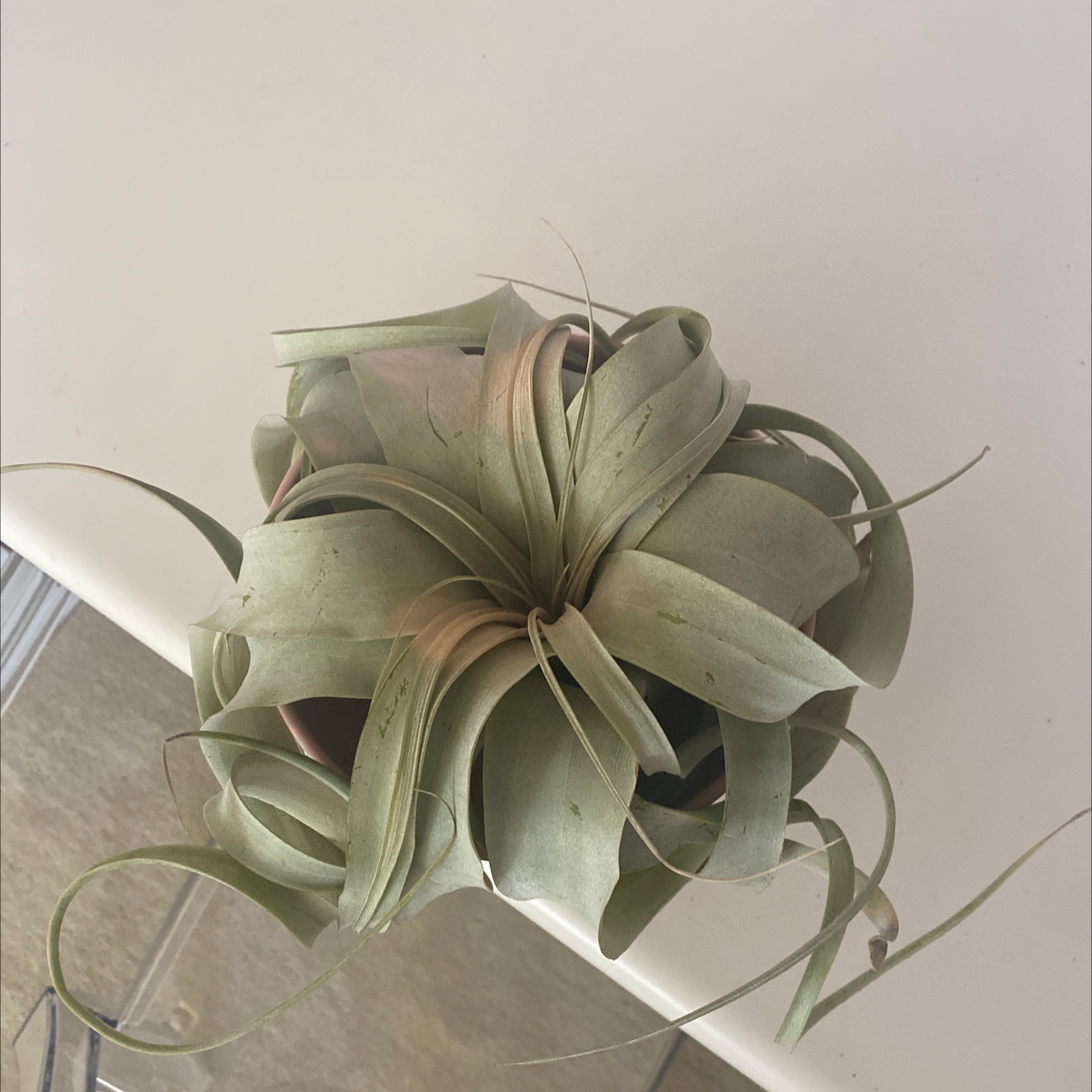 Top-down view of a Tillandsia Xerographica plant with slight browning at the leaf tips.