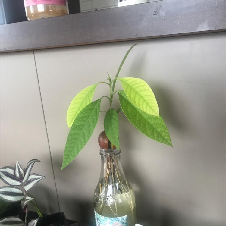 Wurtz Avocado plant photo by Valentine named Jupiter on Greg, the plant care app.