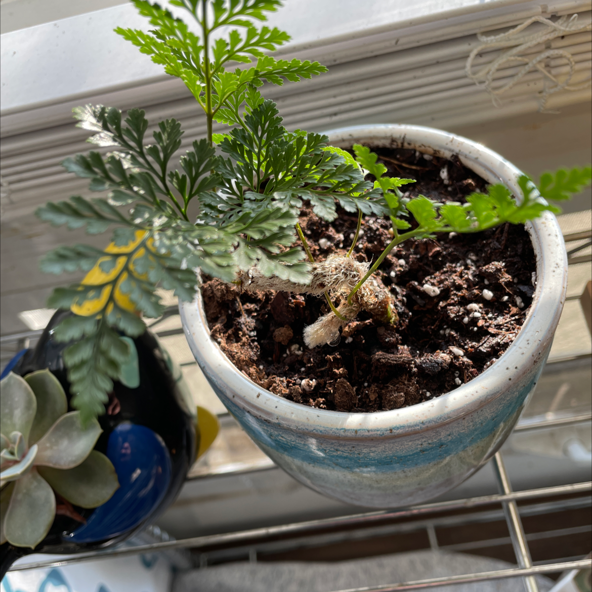 Photo of the plant species Black Spleenwort by @caroleessex named Flo on Greg, the plant care app