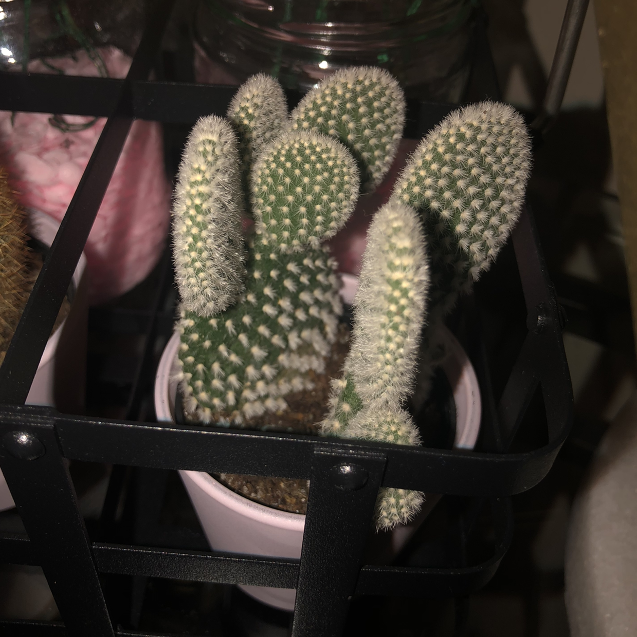 Bunny Ears Cactus (Opuntia microdasys) in a small pot, well-framed and focused.