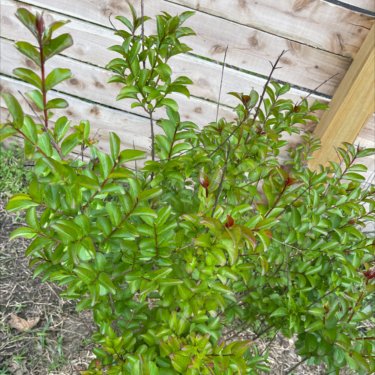 Healthy, thriving Cape Myrtle shrub with dense green foliage growing outdoors against a wooden fence.