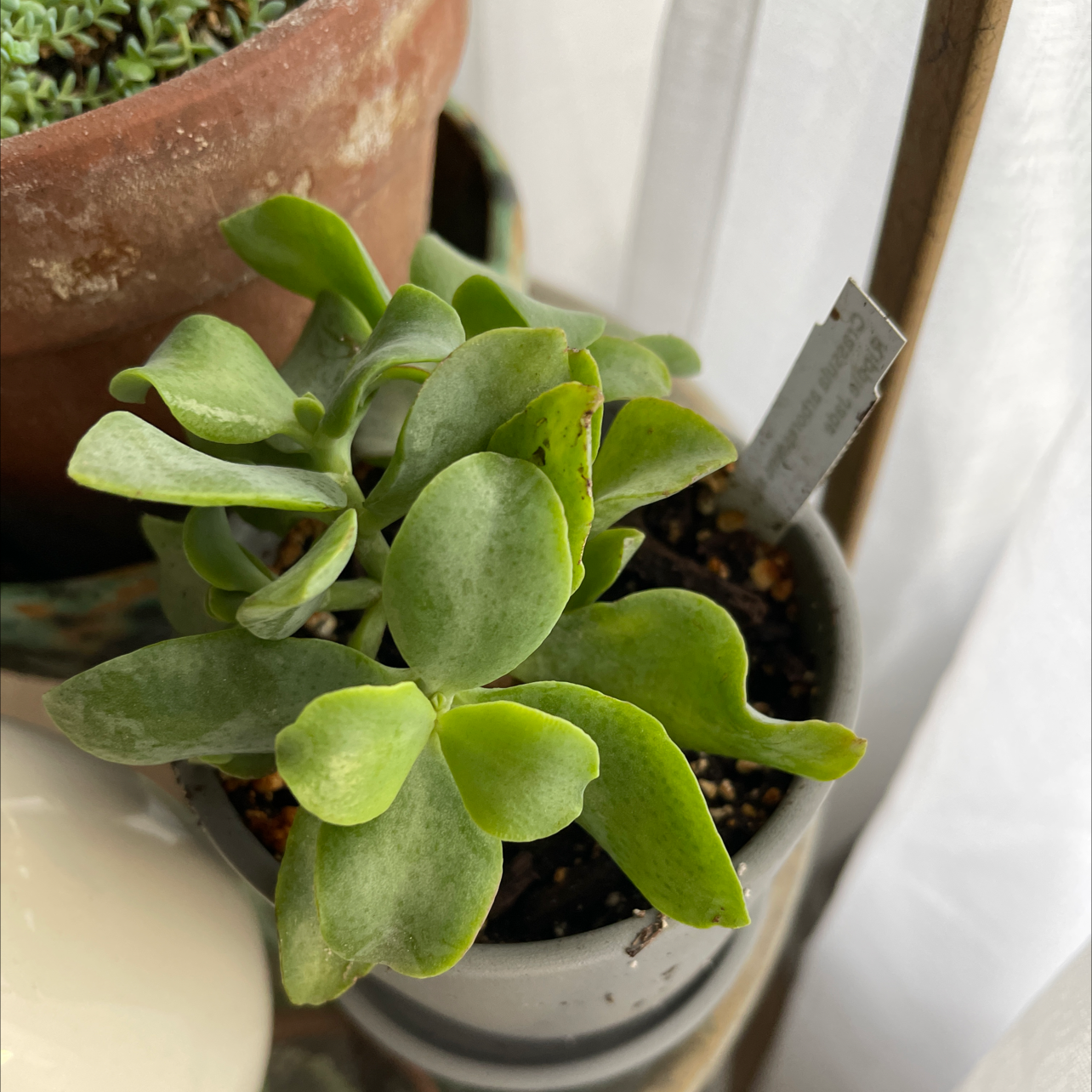 Photo of the plant species Ripple Jade by Stephanie named Ripple jade on Greg, the plant care app
