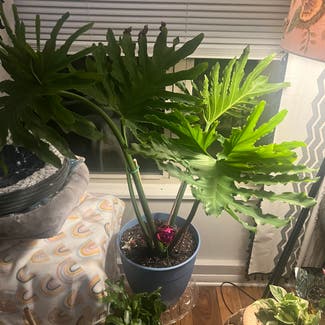 Split Leaf Philodendron plant in Chattanooga, Tennessee