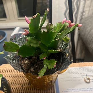 False Christmas Cactus plant in Chattanooga, Tennessee