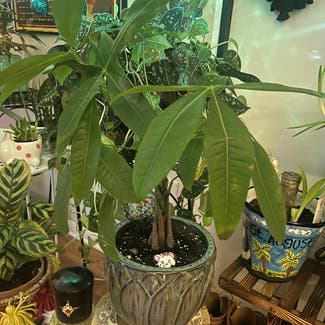 Money Tree plant in Chattanooga, Tennessee