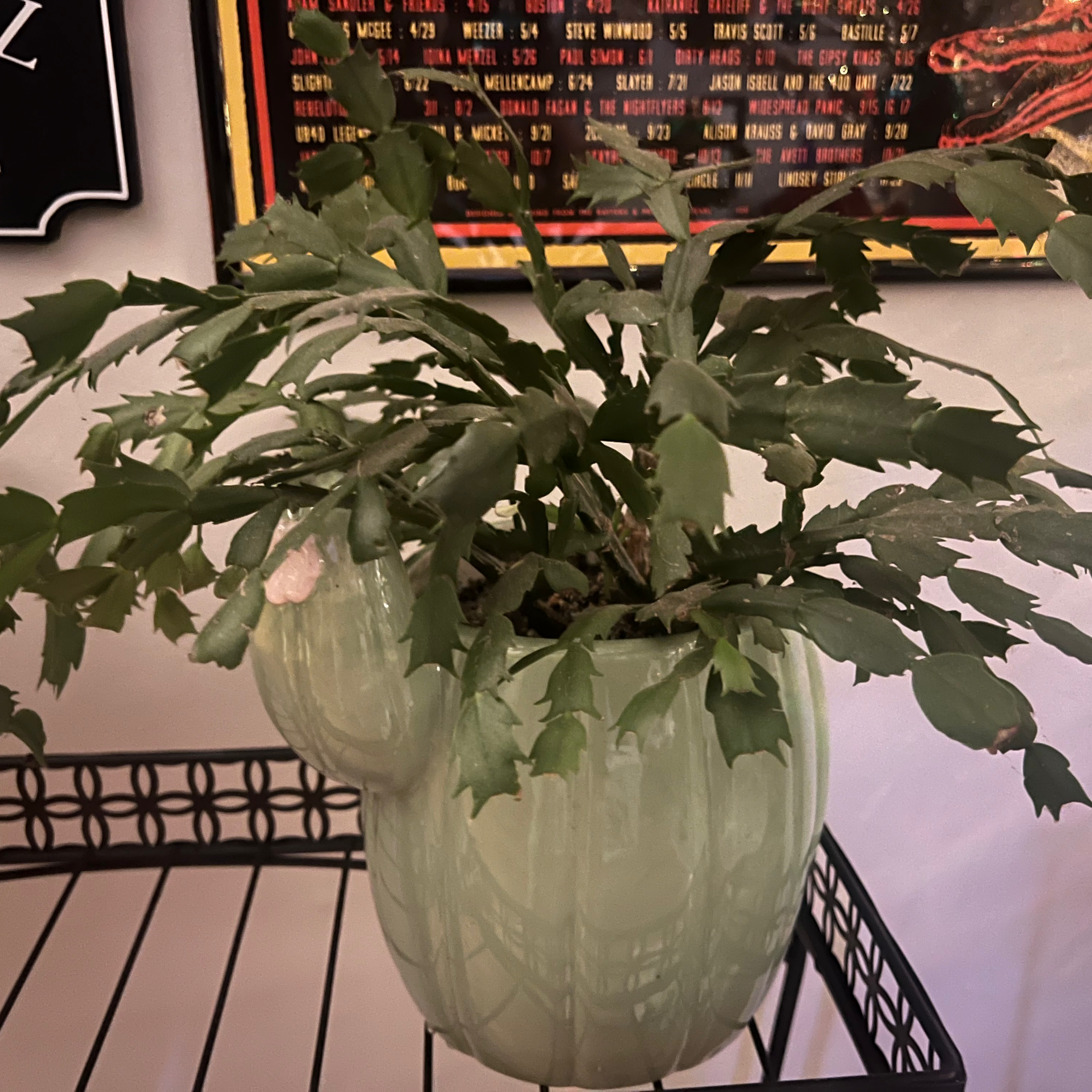 False Christmas Cactus plant photo by @catladiekatie named Old Lady on Greg, the plant care app.