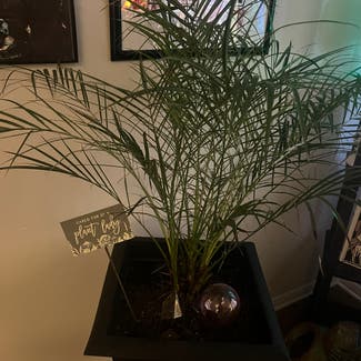 Pygmy Date Palm plant in Chattanooga, Tennessee