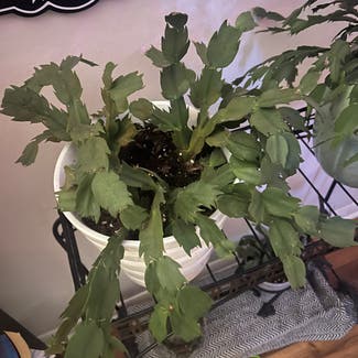 False Christmas Cactus plant in Chattanooga, Tennessee