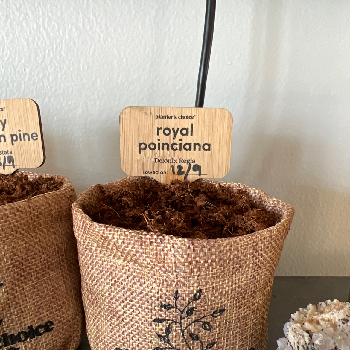 Potted royal poinciana (Delonix regia) plant in a burlap sack with visible soil.