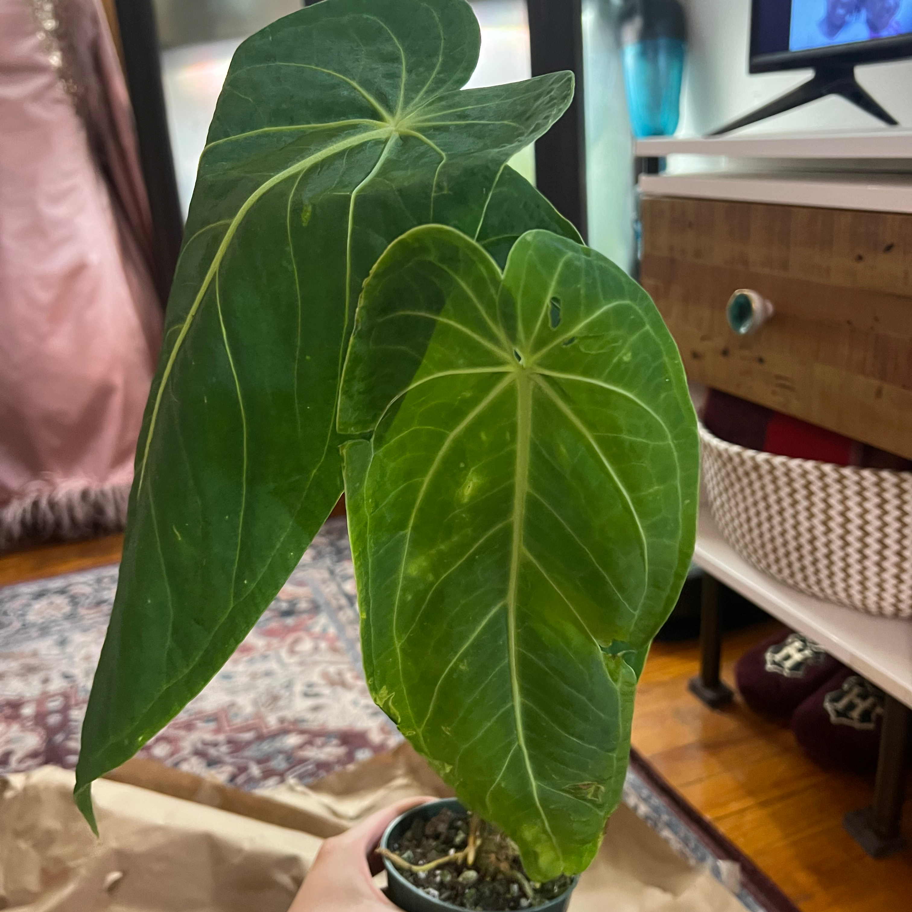 Anthurium warocqueanum plant with two prominent leaves, well-framed and healthy.