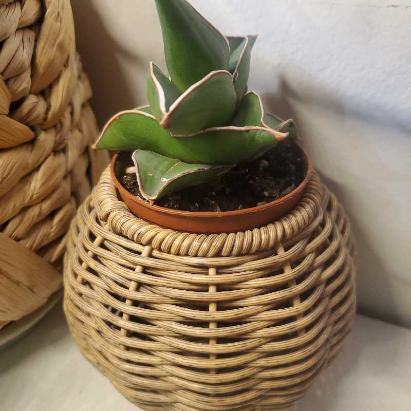 Samurai Dwarf Snake Plant in a small pot inside a wicker basket.