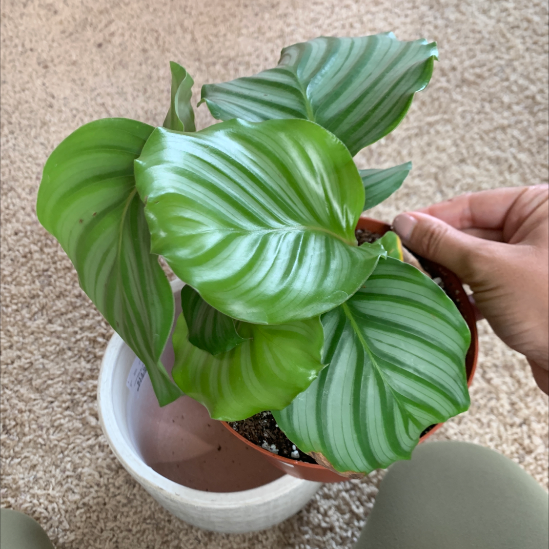Calathea Orbifolia plant with broad, striped leaves held by a hand.