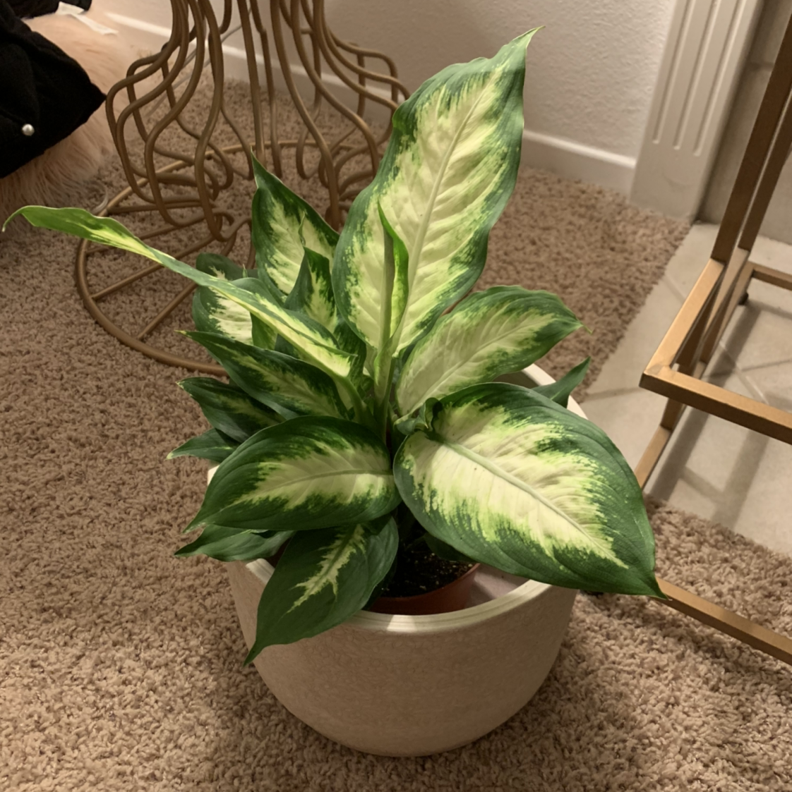 Dieffenbachia 'Camille' plant in a pot with vibrant green and white variegated leaves.