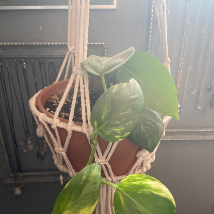 Taro Vine plant photo by @Emilybeam_14 named Harry on Greg, the plant care app.
