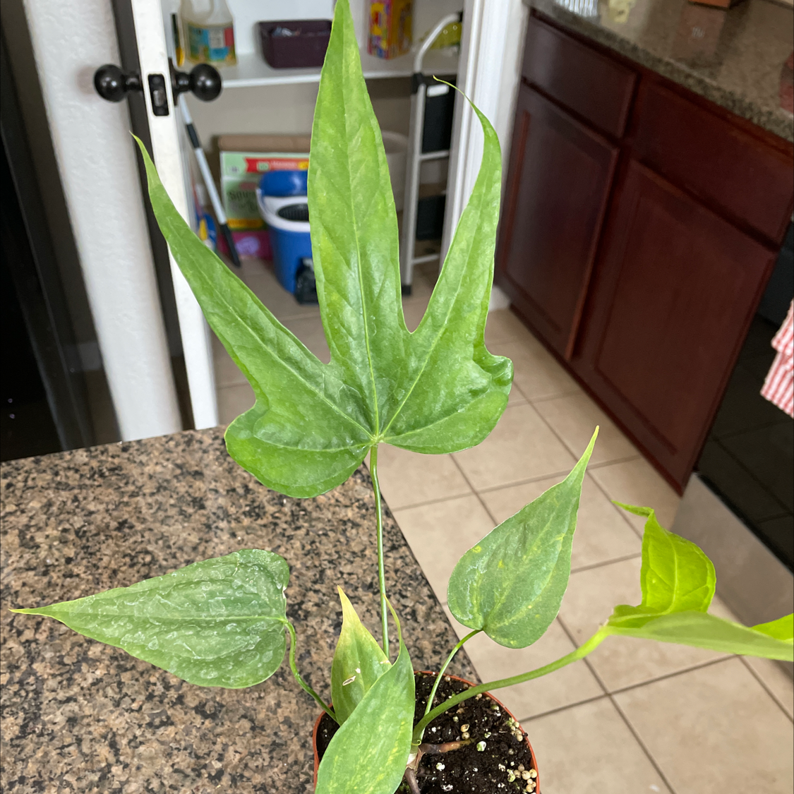 Anthurium Fingers plant on a kitchen counter with visible soil and green leaves.
