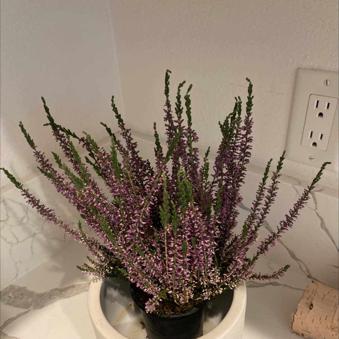 What Does It Mean When Heather Blooms?