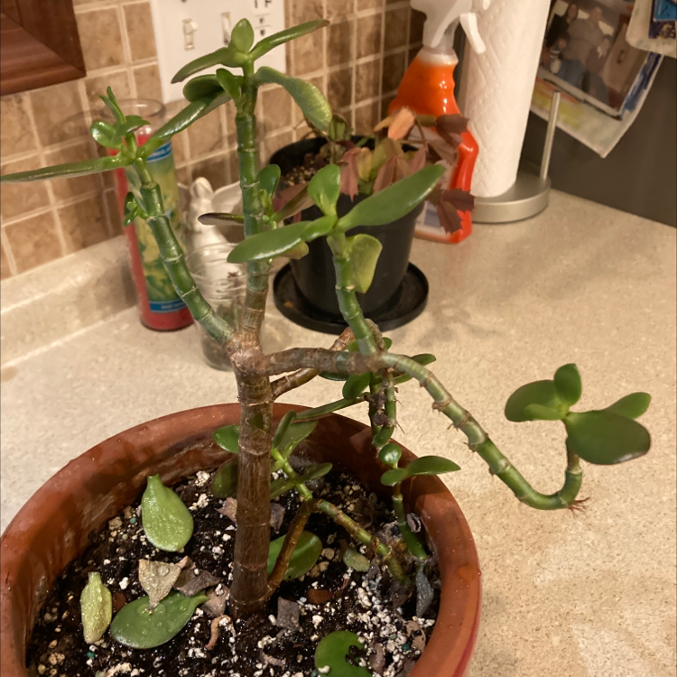 Lucky Plant plant photo by @JohnHill named Einstein on Greg, the plant care app.