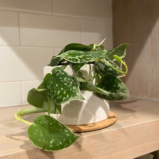 Satin Pothos plant in Somewhere on Earth