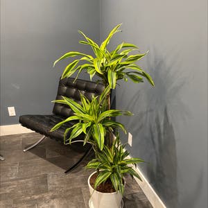 Dracaena 'Lemon Lime' plant photo by S4r4h named Emerson on Greg, the plant care app.