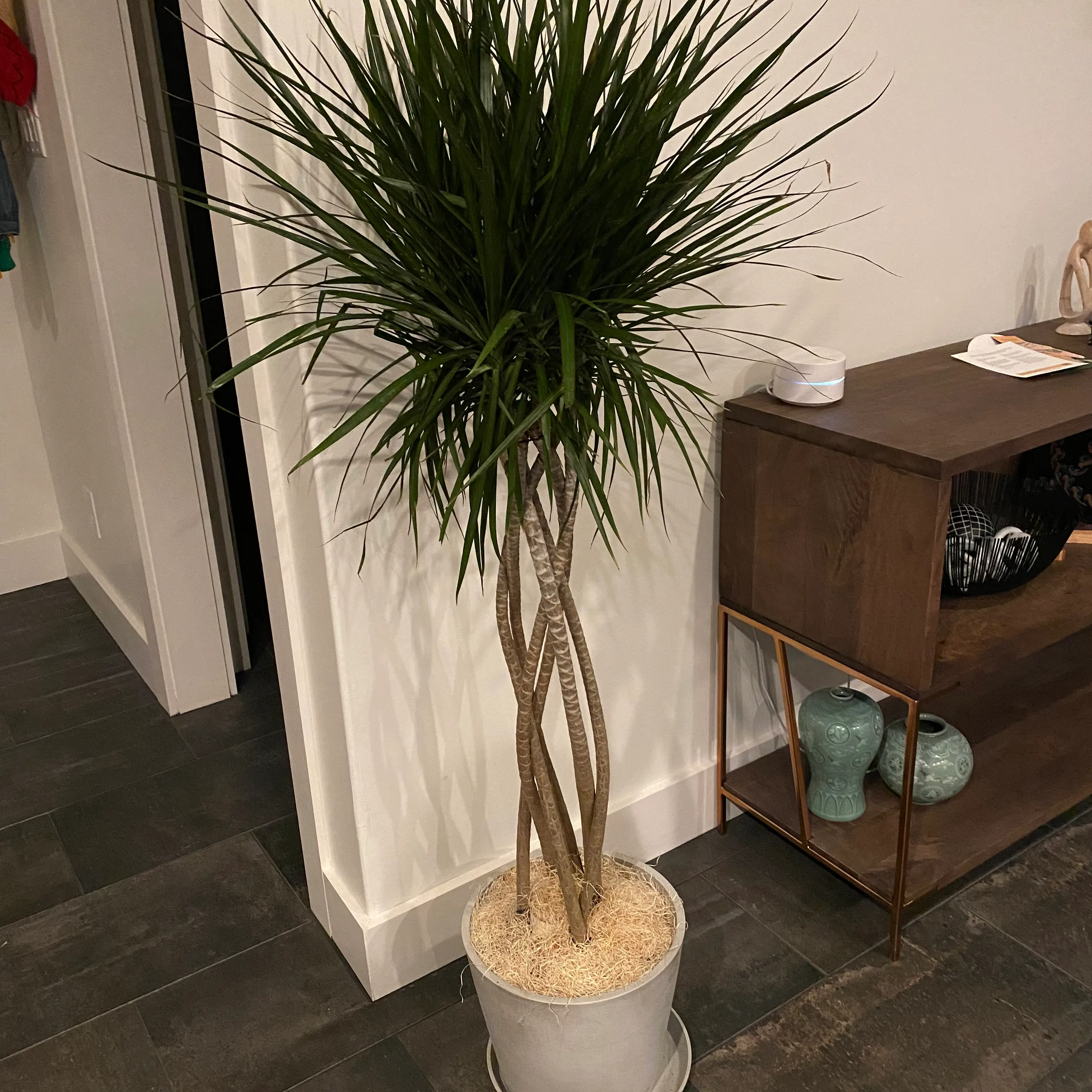 Open Weave Dragon Tree (Dracaena marginata) in a white pot indoors with vibrant green leaves and braided trunk.