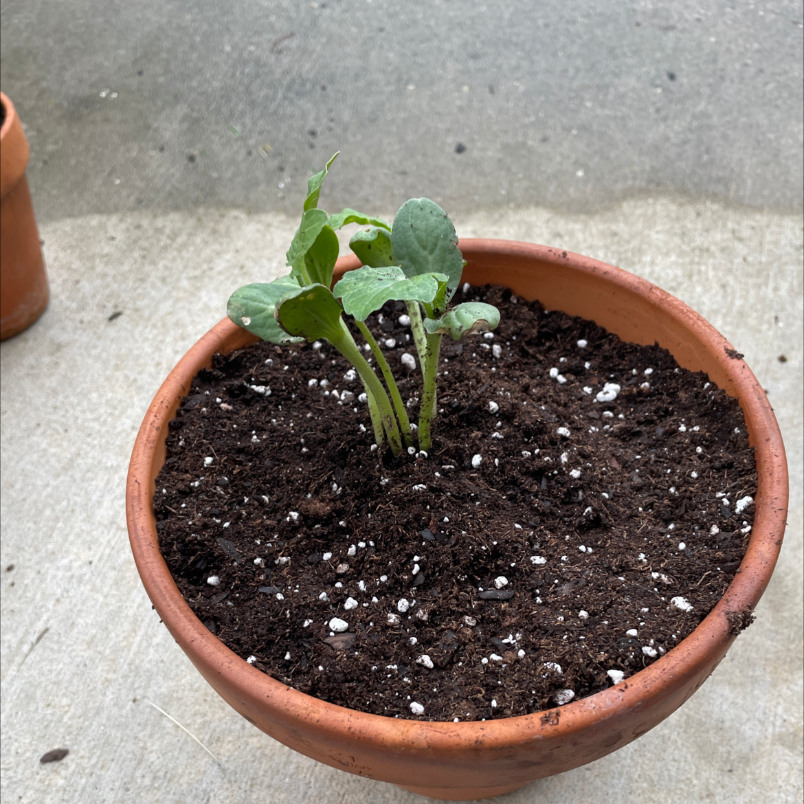 Young watermelon plant in a terracotta pot with dark soil, early growth stage.