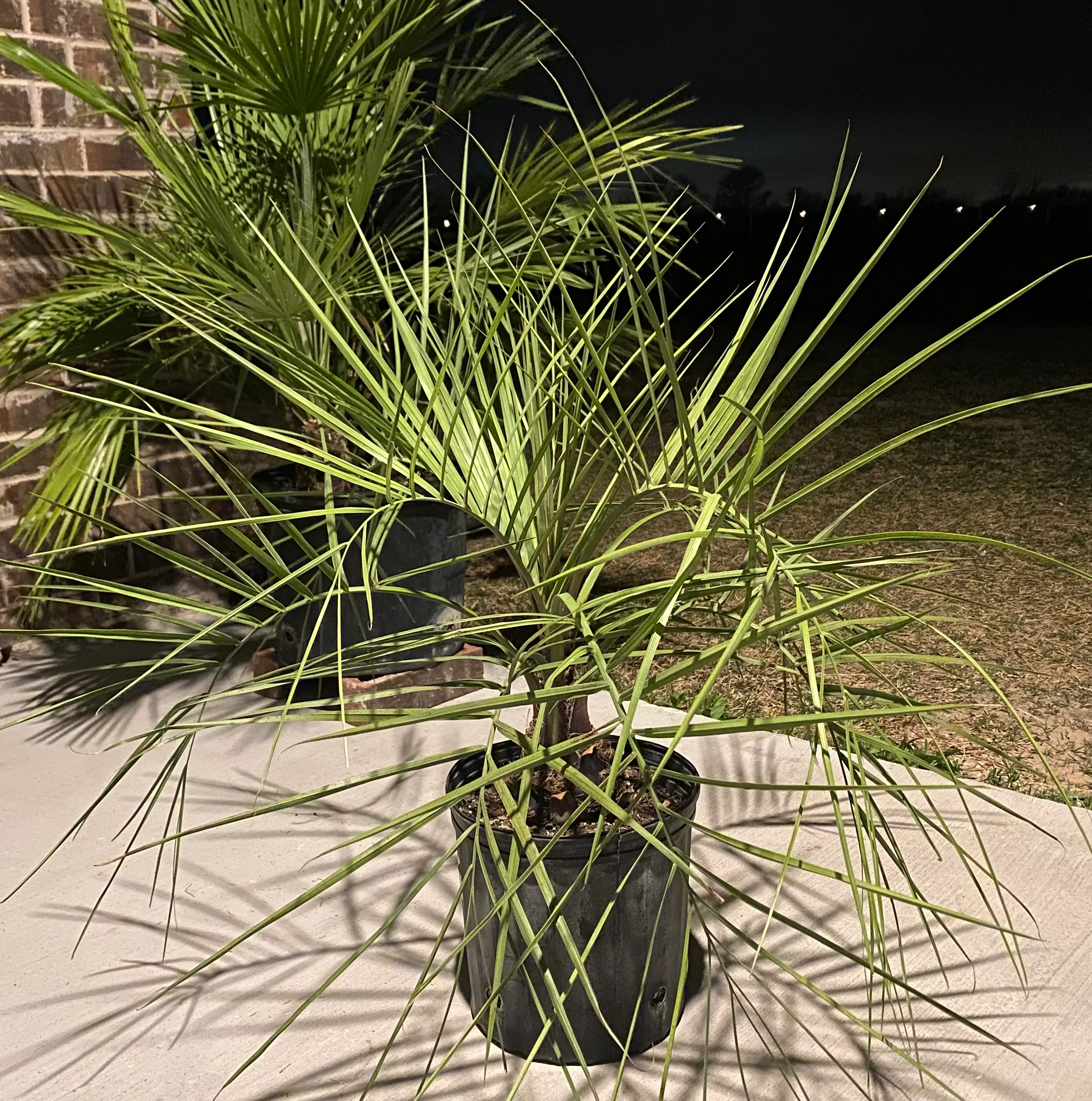 Photo of the plant species Jelly palm by @TX_PlantDaddy named Your plant on Greg, the plant care app