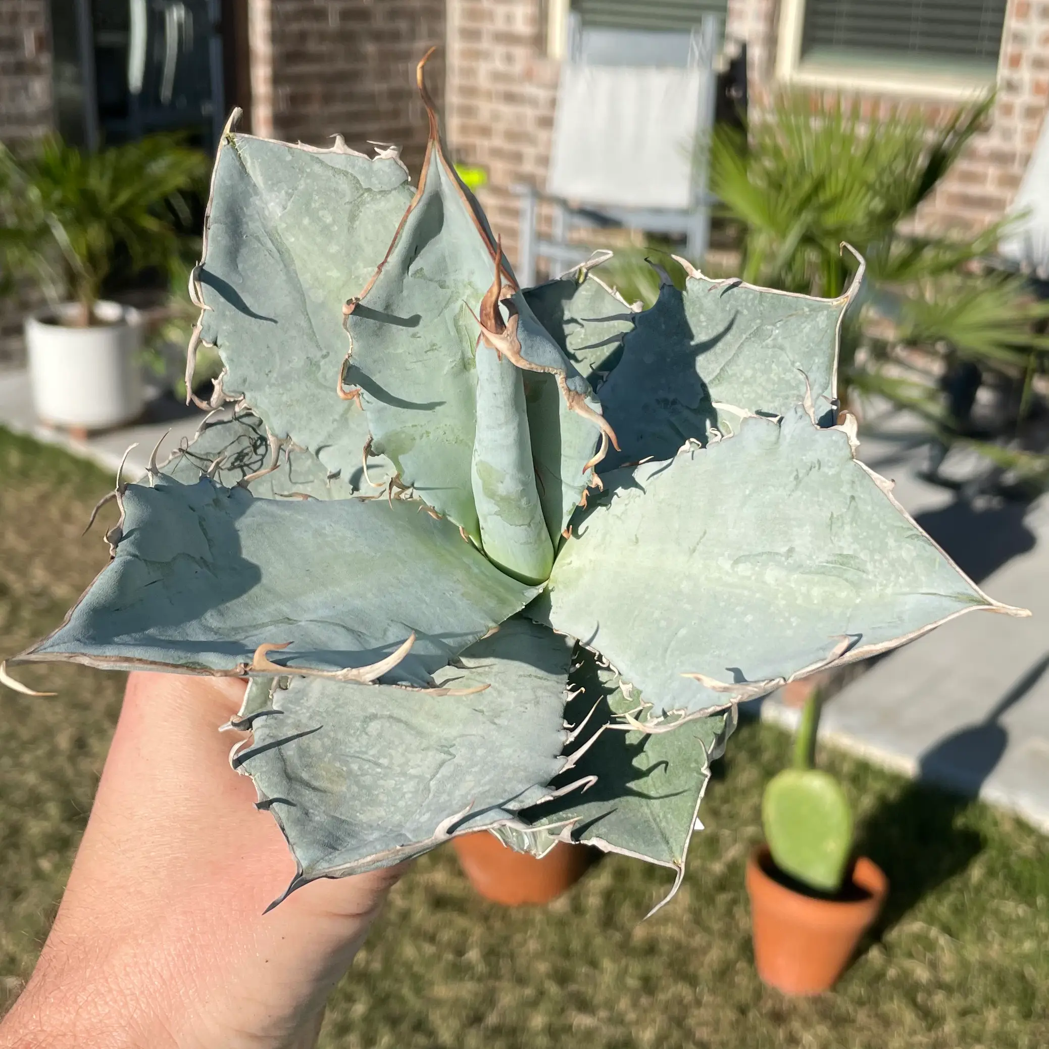 Photo of the plant species Agave Titanota by @TX_PlantDaddy named Your plant on Greg, the plant care app