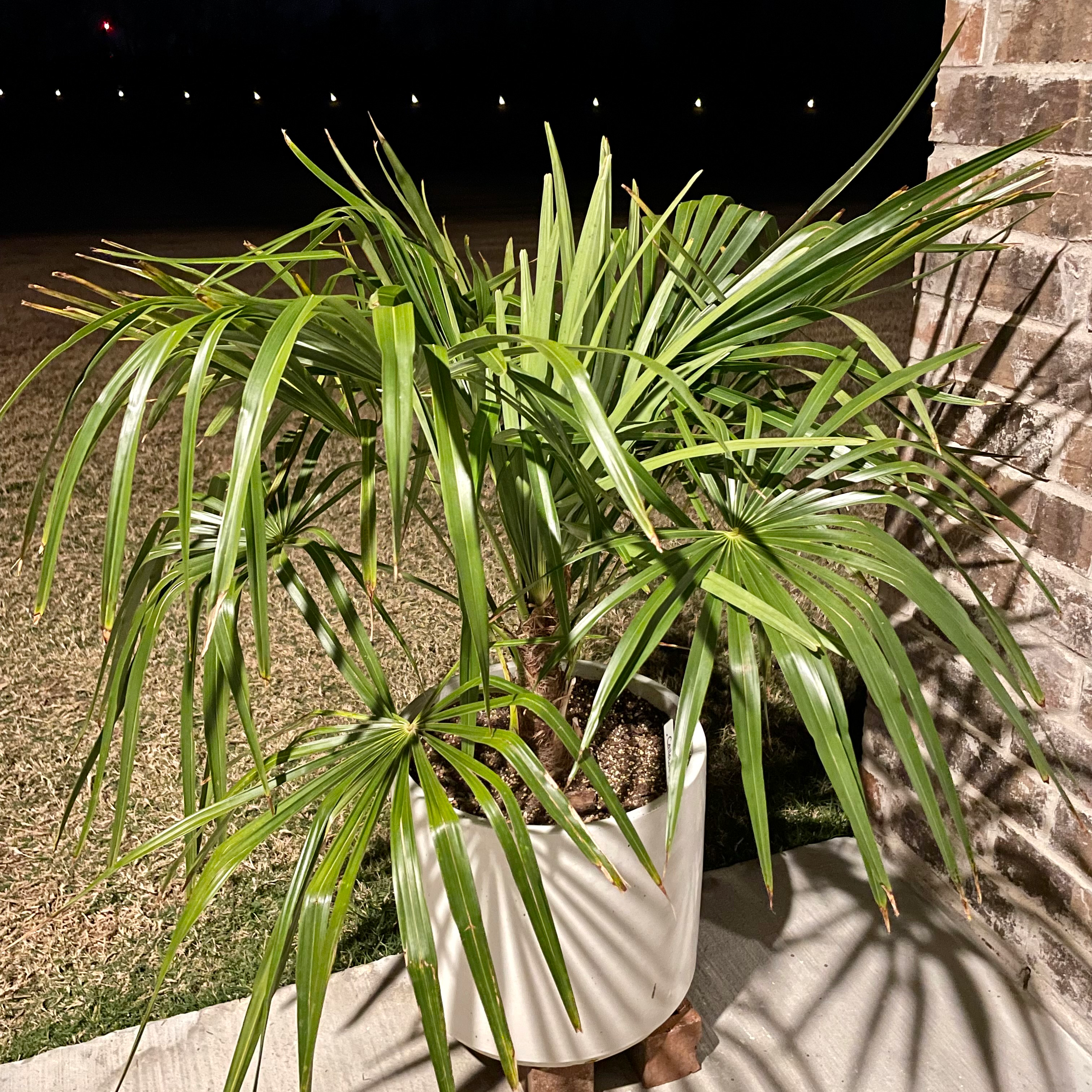Potted Chinese Windmill Palm with healthy green fronds, situated outdoors.