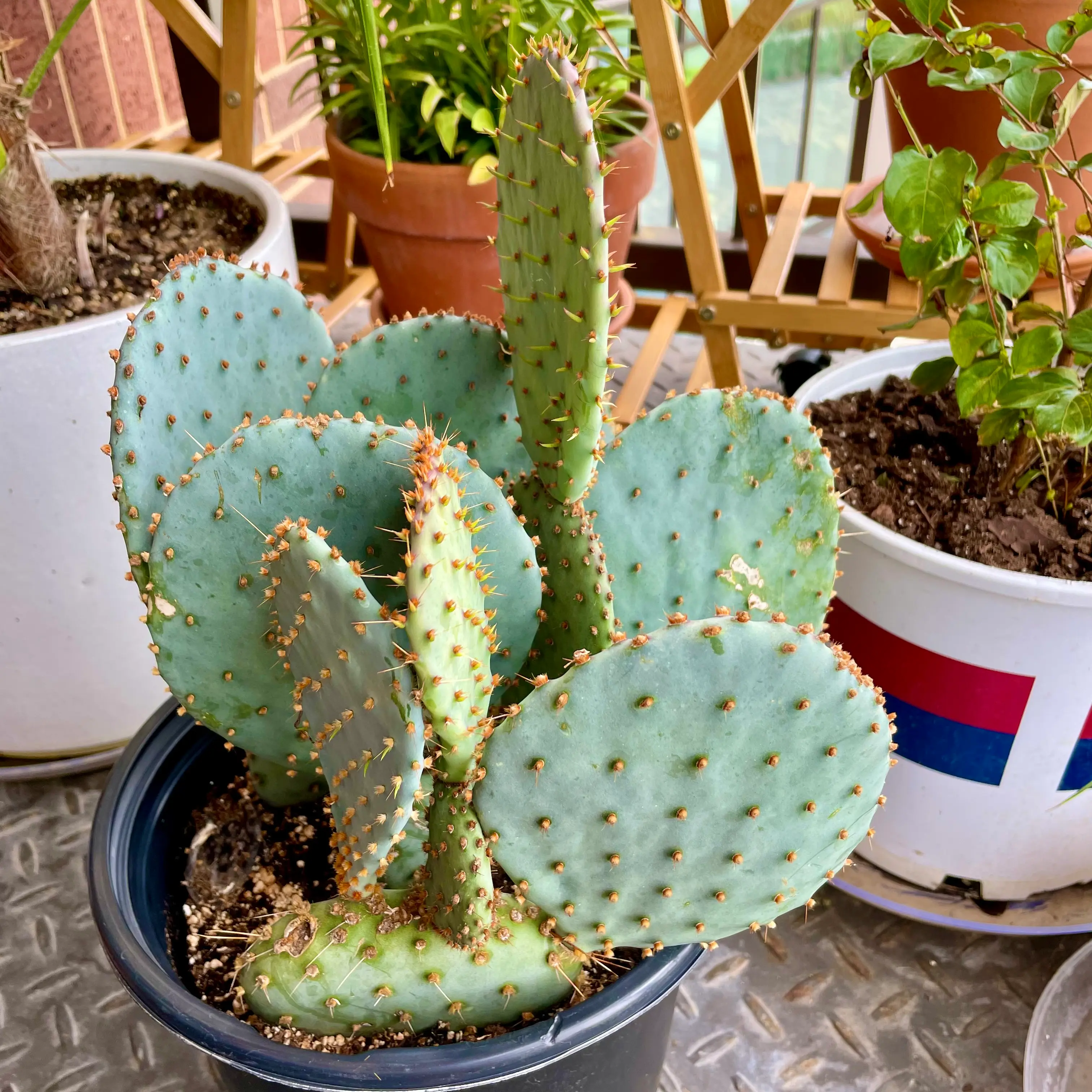 Your plant