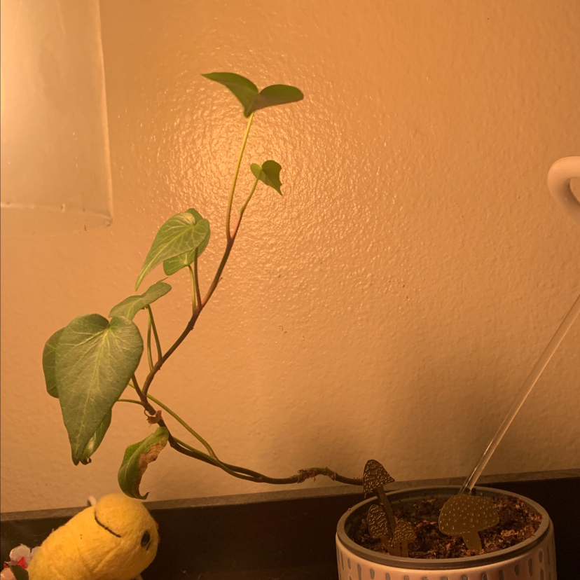 English Ivy plant photo by Adrienne named Seriphus on Greg, the plant care app.